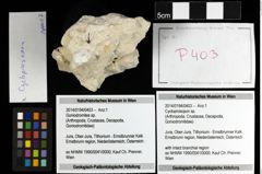 Foto (Objekt + Etiketten) von Cycloprosopon sp. 